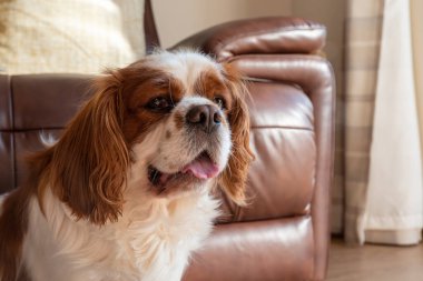 Blenheim Cavalier Kralı Charles Spaniel 'in iç çevrede izole edilmiş tek bir profil çekimi..