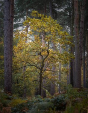 Birches Vadisi 'nde altın sonbahar ağacı ve yaprak renkleri, Staffordshire' da Cannock Chase sonbaharda.