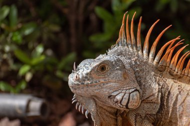 Doğal bir Güney Amerika ortamında palmiye ağacında tek bir yeşil iguana..