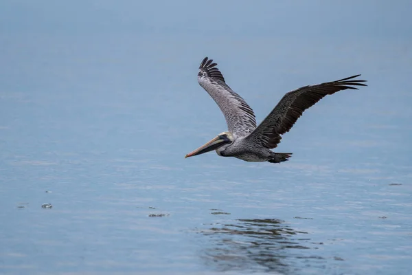 Pássaro Pelicano Marrom Selvagem Voando Sobre Oceano Pacífico México — Fotografia de Stock