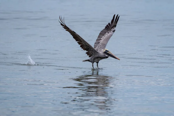 Pássaro Pelicano Marrom Selvagem Voando Sobre Oceano Pacífico México — Fotografia de Stock
