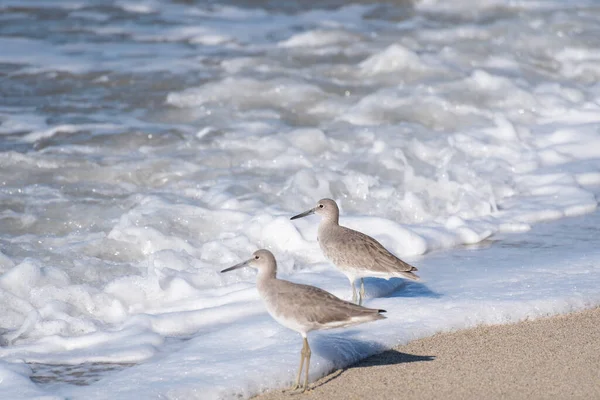Dois Sandpipers Comuns Vagando Mar Uma Praia México — Fotografia de Stock