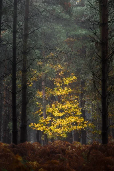 Goldener Herbstbaum Und Blattfarben Birches Valley Cannock Chase Staffordshire Großbritannien — Stockfoto