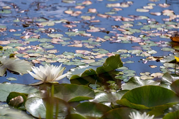 Een Witte Waterlelie Tussen Groene Lelie Pads Een Waterplas — Stockfoto