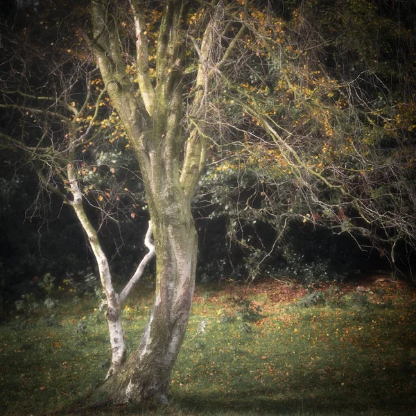 Zlaté Podzimní Barvy Stromů Listů Caverswall Woods Staffordshire Anglie Velká — Stock fotografie