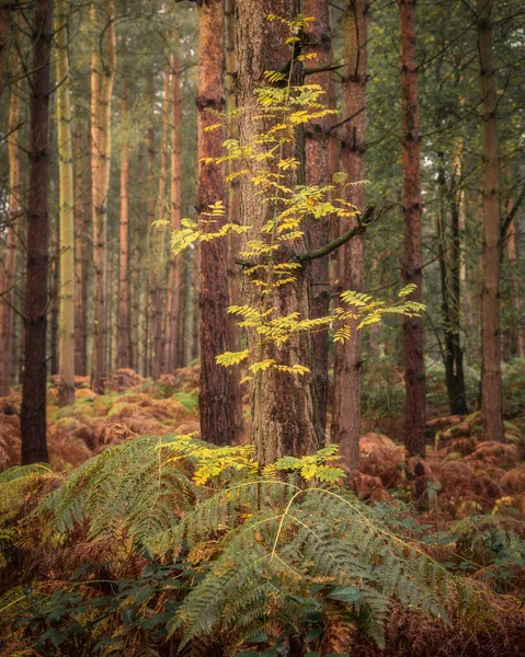Goldener Herbstbaum Und Laubfärbung Birches Valley Cannock Chase Staffordshire Herbst — Stockfoto