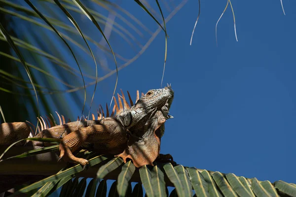 Egyetlen Zöld Iguana Egy Pálmafán Természetes Dél Amerikai Környezetben — Stock Fotó