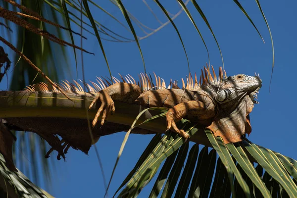 Egyetlen Zöld Iguana Egy Pálmafán Természetes Dél Amerikai Környezetben — Stock Fotó