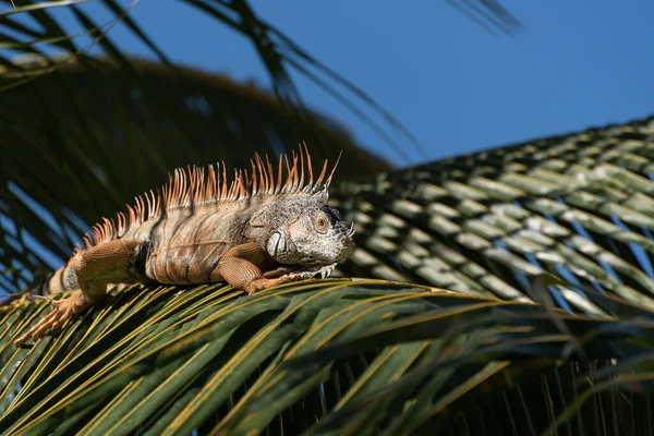 Egyetlen Zöld Iguana Egy Pálmafán Természetes Dél Amerikai Környezetben — Stock Fotó