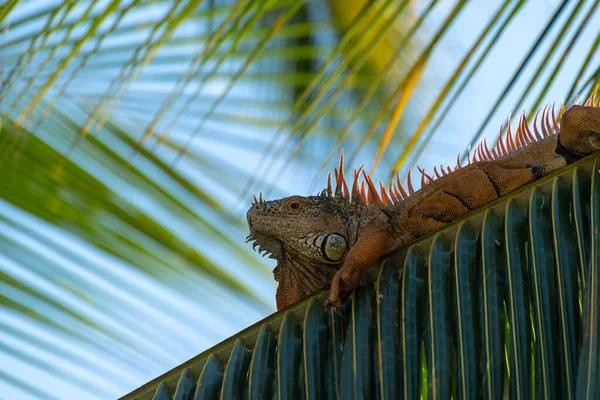 Egyetlen Zöld Iguana Egy Pálmafán Természetes Dél Amerikai Környezetben — Stock Fotó