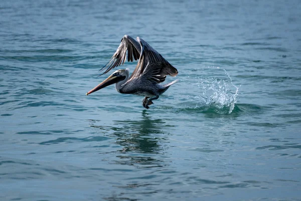 Wild Brown Pelican Madár Repül Csendes Óceán Felett Mexikóban — Stock Fotó