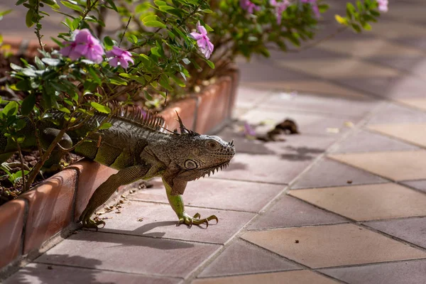 Egyetlen Zöld Iguana Egy Pálmafán Természetes Dél Amerikai Környezetben — Stock Fotó