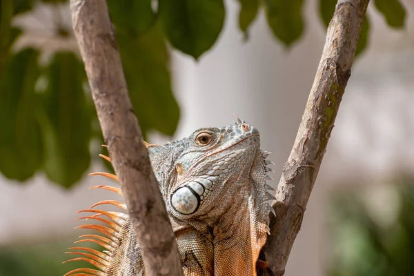 Egyetlen Zöld Iguana Egy Pálmafán Természetes Dél Amerikai Környezetben — Stock Fotó