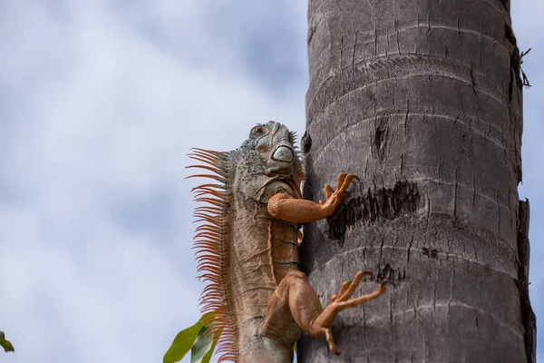 Egyetlen Zöld Iguana Egy Pálmafán Természetes Dél Amerikai Környezetben — Stock Fotó