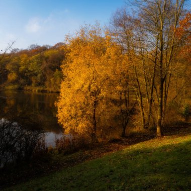 Staffordshire 'daki Deep Hayes Country Park' ında sonbahar ağacı renkleri