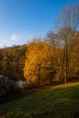 Staffordshire 'daki Deep Hayes Country Park' ında sonbahar ağacı renkleri