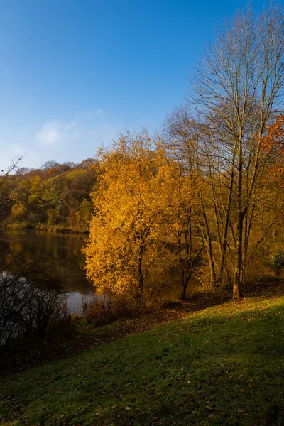 Herbstliche Baumfarben Deep Hayes Country Park Staffordshire — Stockfoto