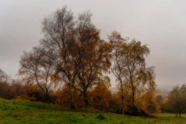 Silberbirke Mit Goldenen Herbstblättern Park Hall Country Park Staffordshire — Stockfoto