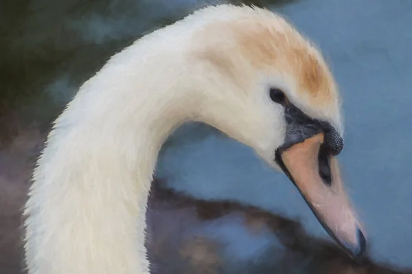 Digitaal Schilderij Van Een Mooie Witte Zwaan Vastgelegd Close Profiel — Stockfoto