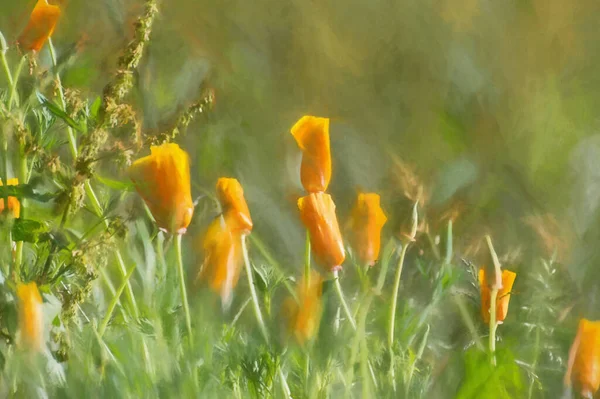 Pintura Digital Amapolas Naranja Iluminadas Por Sol Colores Brillantes Sobre — Foto de Stock