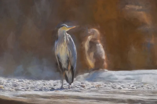 単一のグレイ ヘロンのデジタル絵画は 動物園でペンギンの給餌時間を共有するために飛んできました — ストック写真