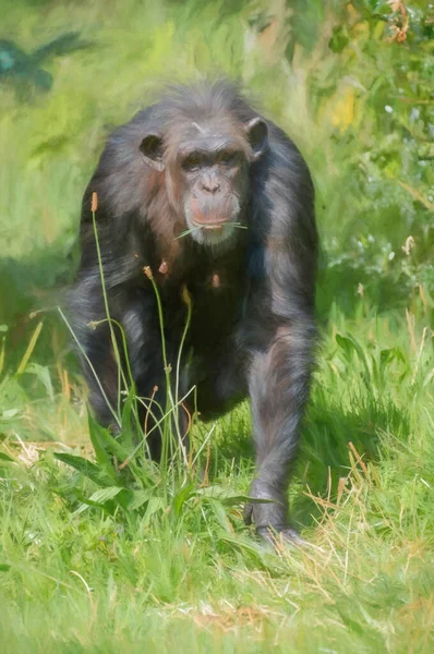 動物園の外の囲いに隔離されたチンパンジーのデジタル絵画 — ストック写真