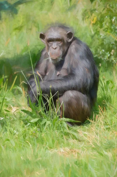 Pintura Digital Solo Chimpancé Aislado Recinto Exterior Del Zoológico — Foto de Stock