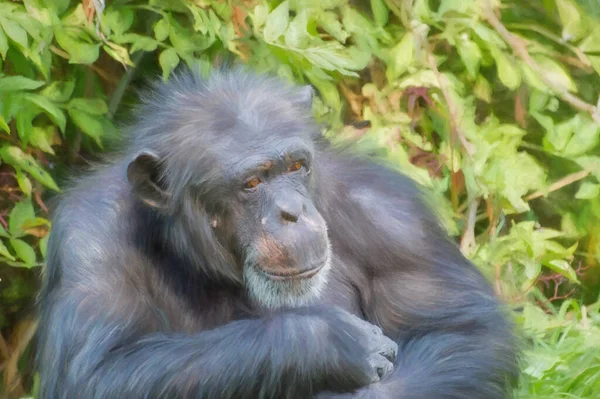 動物園の外の囲いに隔離されたチンパンジーのデジタル絵画 — ストック写真