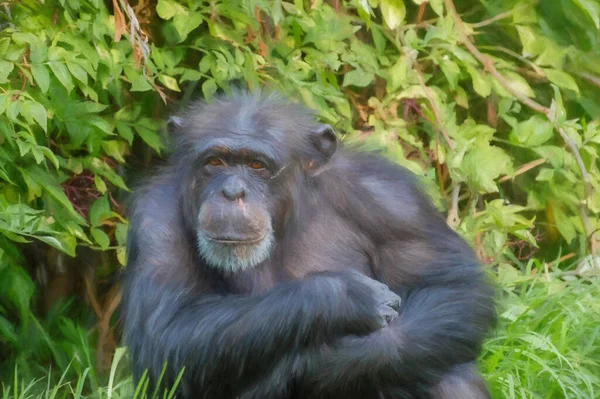 動物園の外の囲いに隔離されたチンパンジーのデジタル絵画 — ストック写真