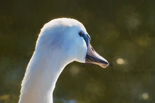 Pintura Digital Belo Cisne Branco Capturado Close Perfil — Fotografia de Stock