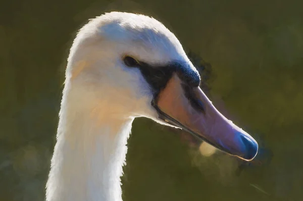 Digitaal Schilderij Van Een Mooie Witte Zwaan Vastgelegd Close Profiel — Stockfoto