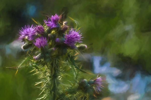 Digital Painting Pink Milk Thistle Bluurred Stream Mountain Background Wales — Stock fotografie