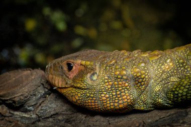 Hayvanat bahçesinde tutsak bir Kuzey Timsah kertenkelesi..