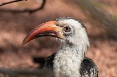 Von Der Decken Hornbill 'in yakın plan fotoğrafı..