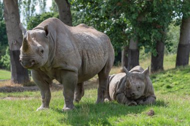 İki siyah gergedan, biri genç, hayvanat bahçesinde tutsak..