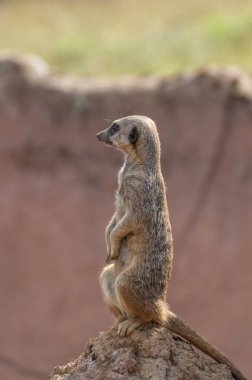 Uyarı Meerkat, Suricata Suricatta 'nın izole edilmiş bir portresi.