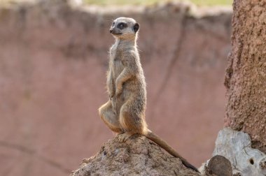 Uyarı Meerkat, Suricata Suricatta 'nın izole edilmiş bir portresi.