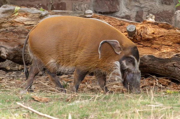 Ensam Isolerad Manlig Red River Hog Fångenskap Zoo — Stockfoto