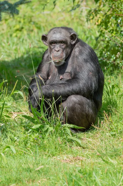동물원 외부에 고립되어 침팬지 — 스톡 사진