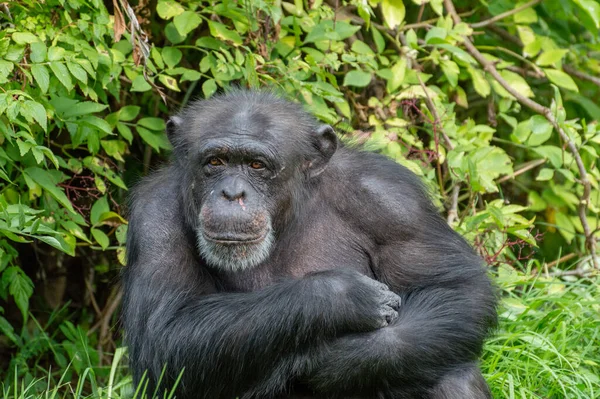 動物園の外の囲いの中に隔離されたチンパンジー — ストック写真