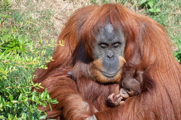 オランウータンの母親は彼女の腕の中で彼女の赤ちゃんを保持 — ストック写真