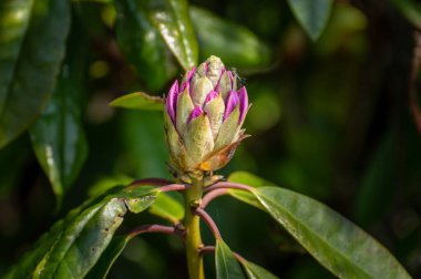 Işıl ışıl parlayan pembe ve mor rhododendron tomurcukları, sığ bir alan derinliği kullanarak, doğal yeşil bir arka plana karşı.