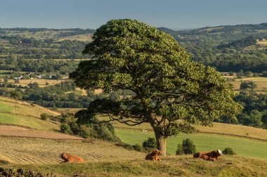 The Roaches, Staffordshire 'dan günbatımında İngiltere' deki Peak District Ulusal Parkı 'nda panoramik manzara..
