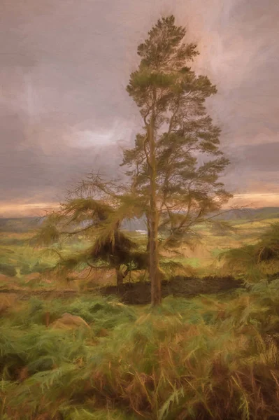 Cyfrowy Obraz Samotnego Drzewa Zachodzie Słońca Karaluchach Parku Narodowym Peak — Zdjęcie stockowe