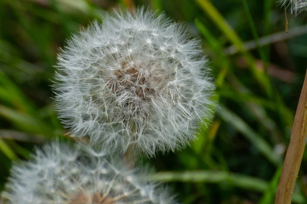 Diente León Pappus Sobre Fondo Verde Natural Utilizando Una Profundidad —  Fotos de Stock