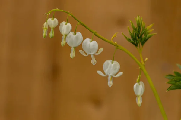 自然の中で花に白い出血心の美しい文字列 — ストック写真