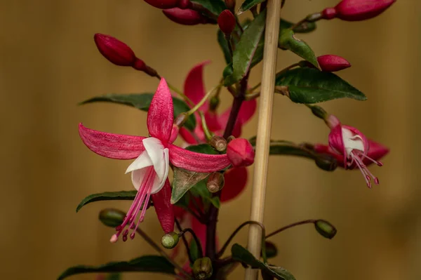Frumoase Superbe Uimitoare Flori Roz Alb Fuchsia Într Cadru Natural — Fotografie, imagine de stoc
