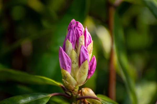 Muguri Roz Rododendron Violet Culoare Strălucitoare Fundal Verde Natural Folosind — Fotografie, imagine de stoc