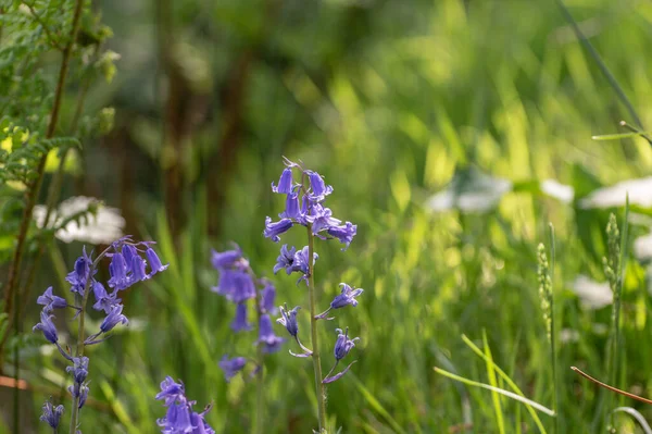 Ljusfärgad Solljus Lila Blåklocka Blommor Mot Naturlig Grön Bakgrund Med — Stockfoto