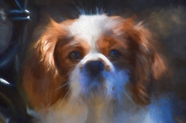 Tek bir izole edilmiş Blenheim Şövalyesi Kral Charles Spaniel 'in dijital profil fotoğrafı..